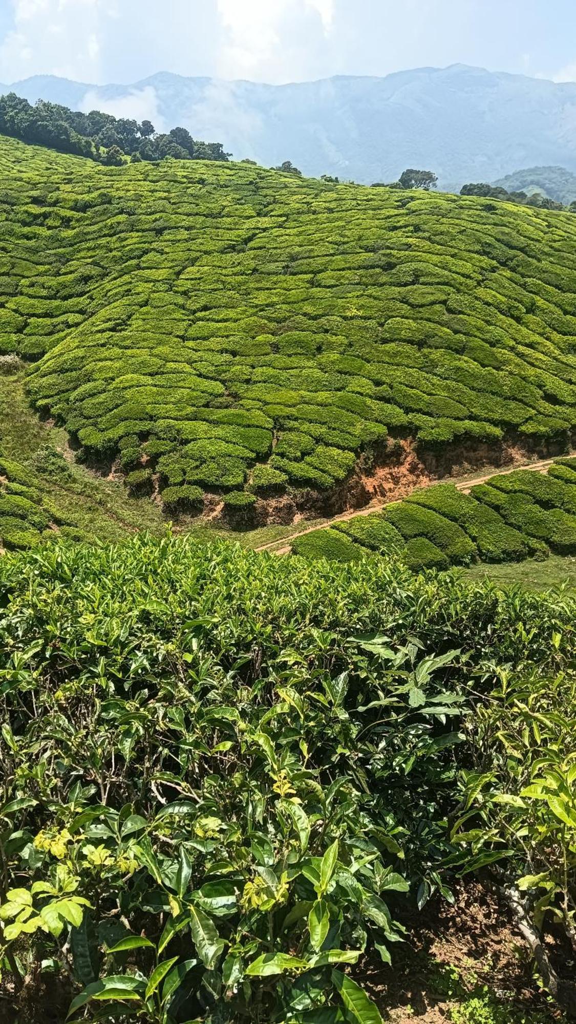 Mount Mist Villa Munnar Eksteriør billede